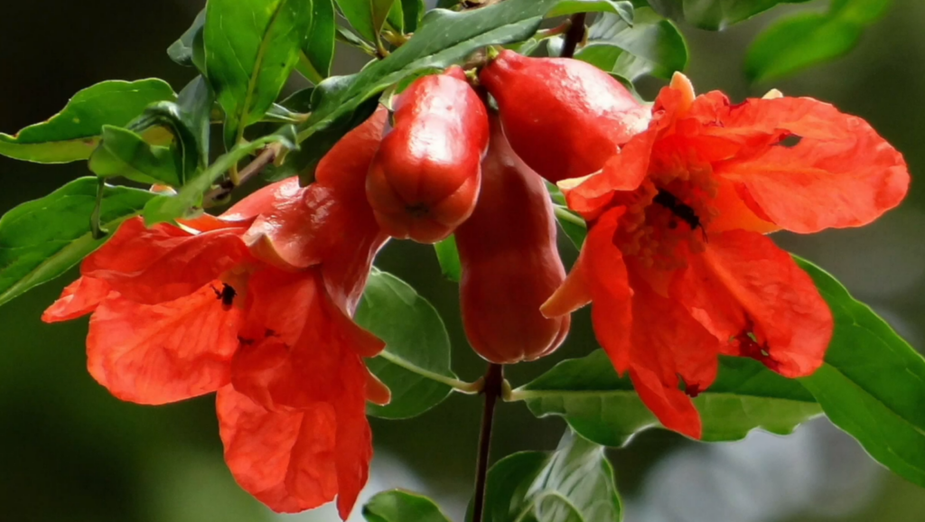 The Squash Blossom Necklace – Its Appeal and History